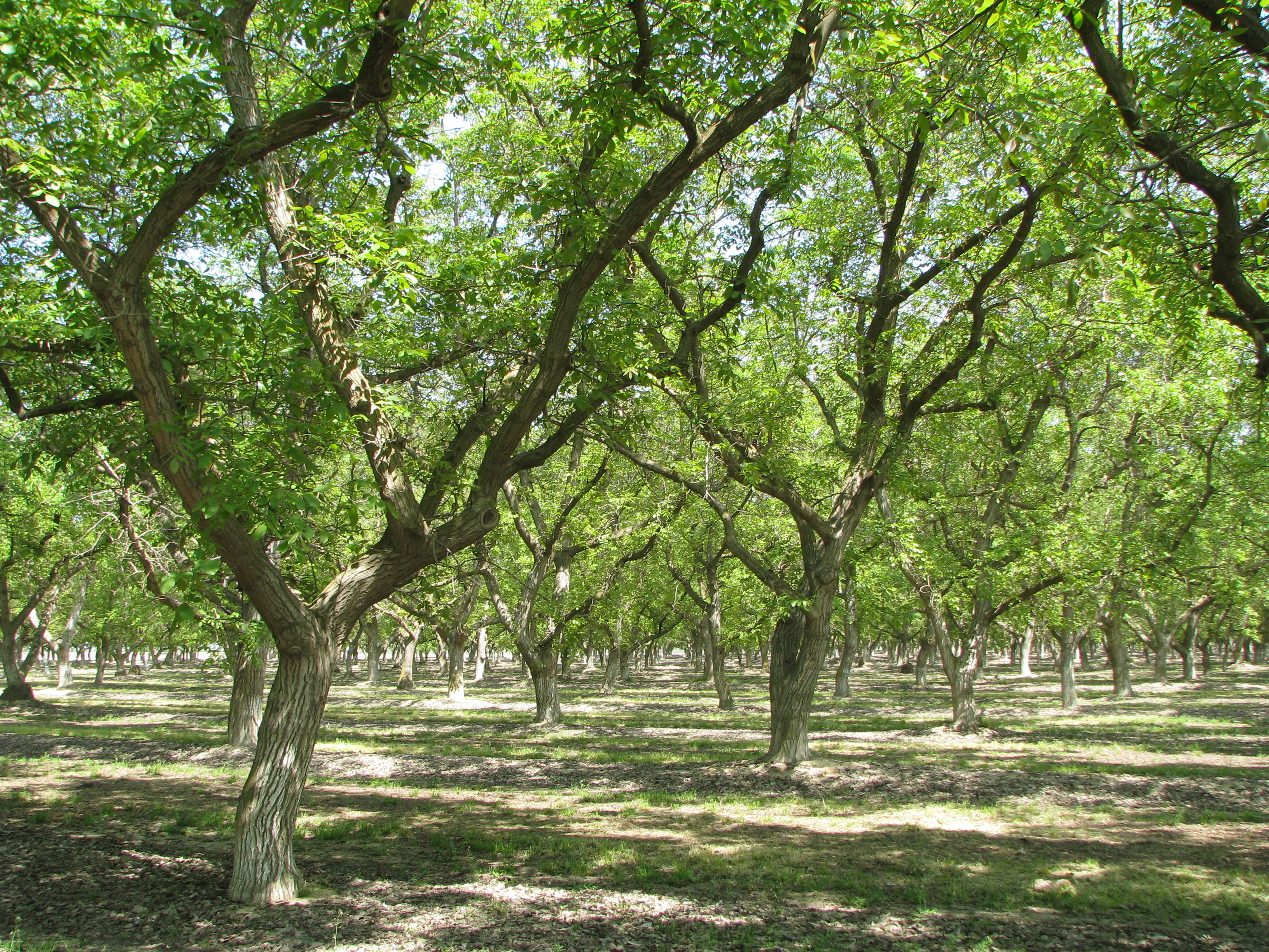 Walnut orchard in California