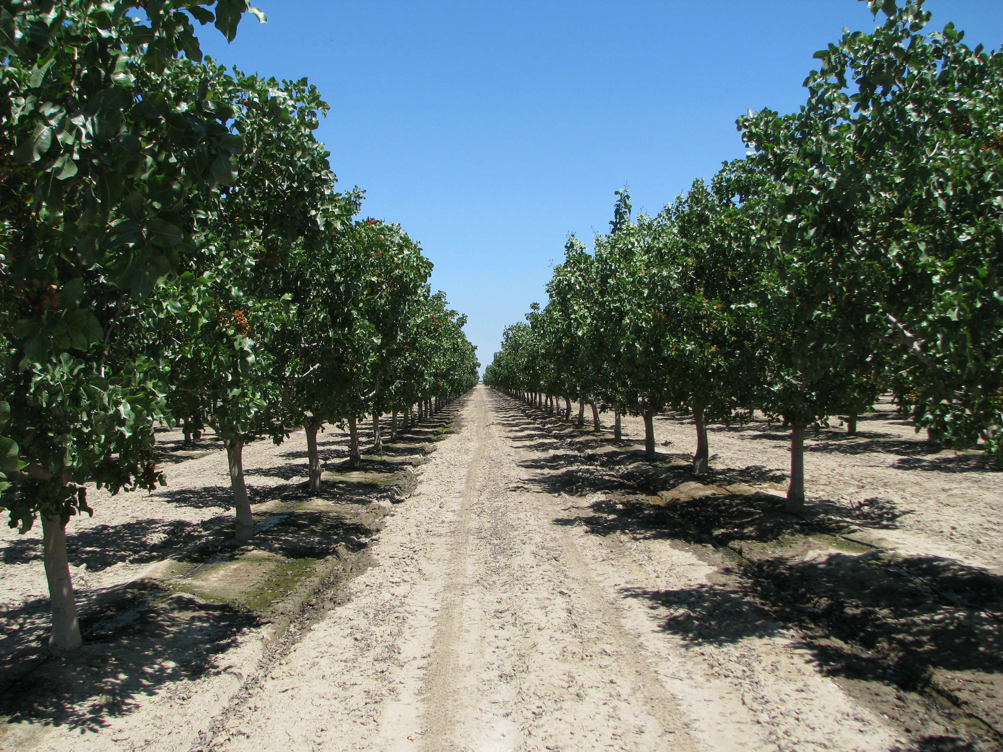 Pistachio orchard in California