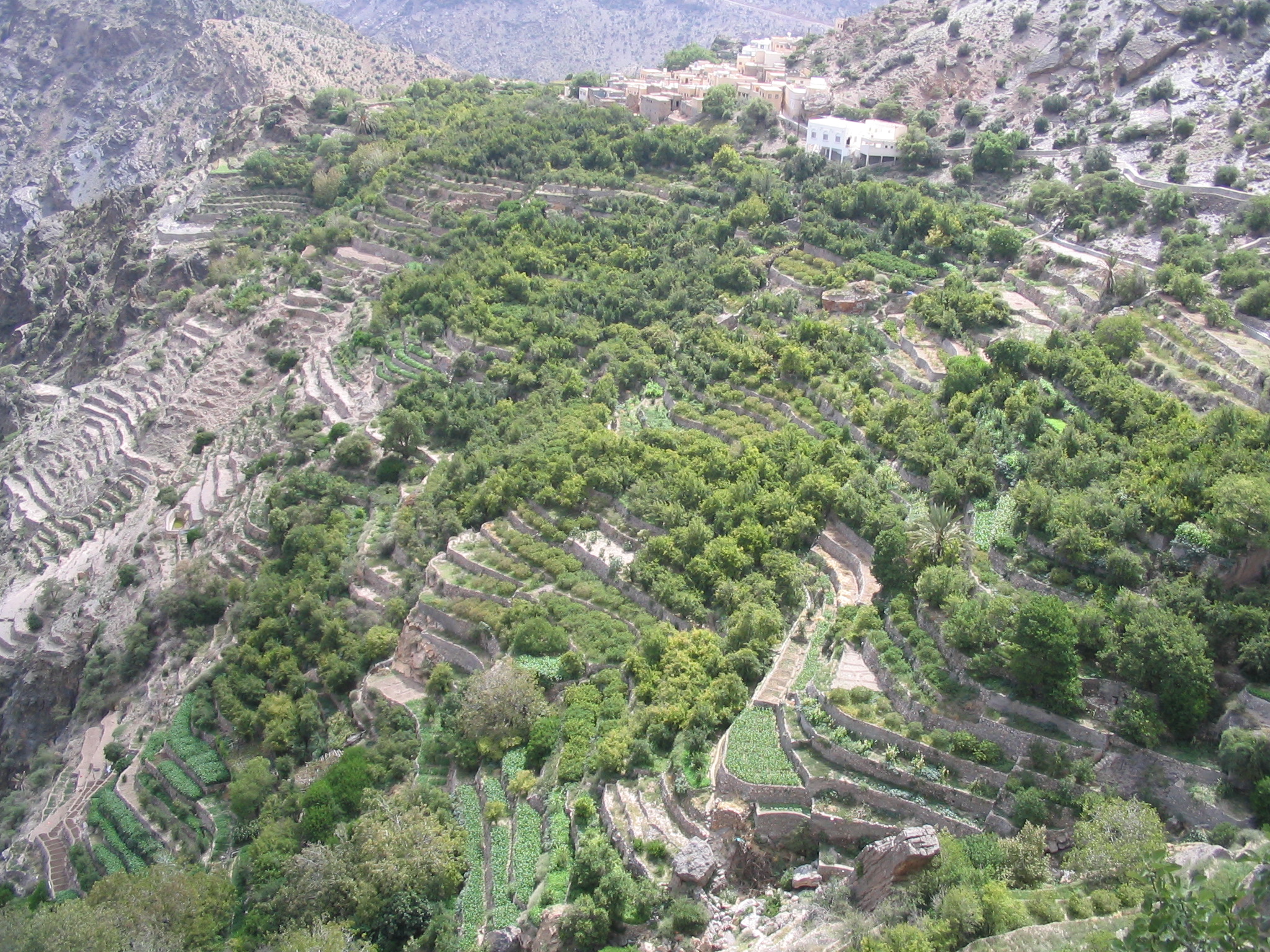 The ‘Hanging Gardens’ of Ash Sharayjah, one of the oases of Al Jabal Al Akhdar