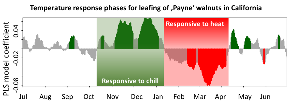 Results of a PLS analysis relating leaf emergence dates of ‘Payne’ walnuts in California to mean daily temperature