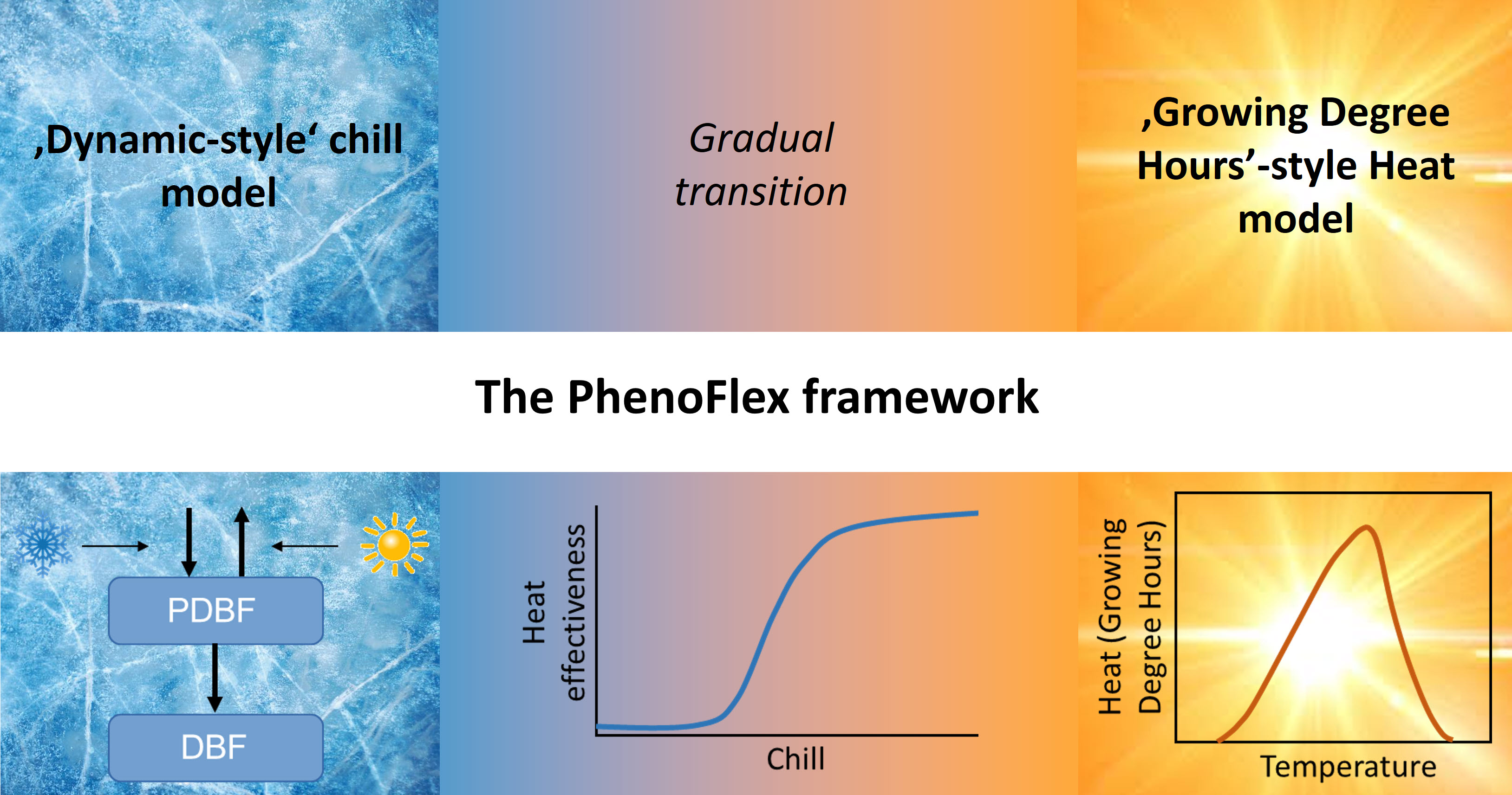 Schematic overview of the PhenoFlex modeling framework