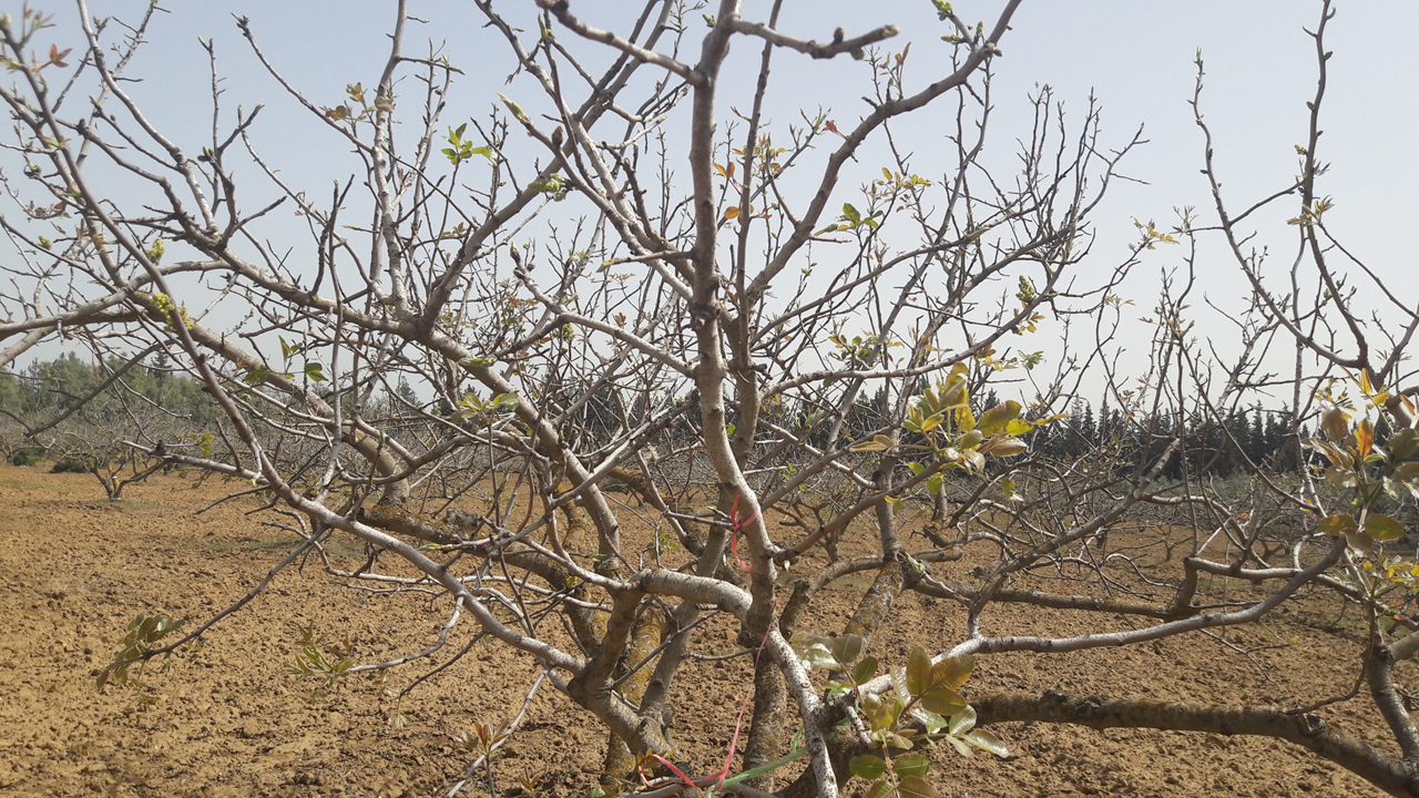 Pistachio tree near Sfax, Central Tunisia, in April of 2016, after a particularly warm winter. This tree clearly didn’t fulfill its chilling requirement