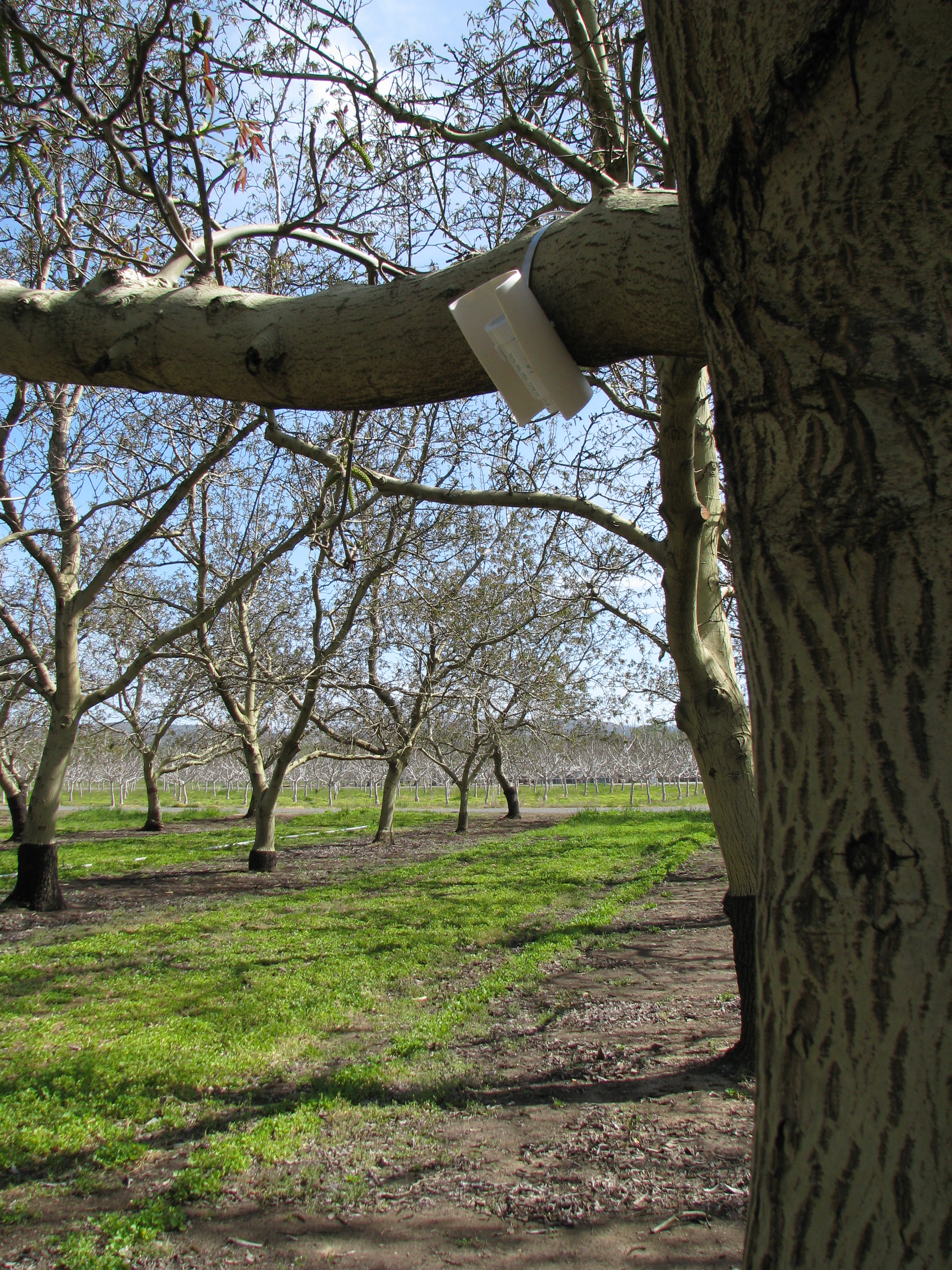Temperature logger in a walnut orchard in California, April 2008.