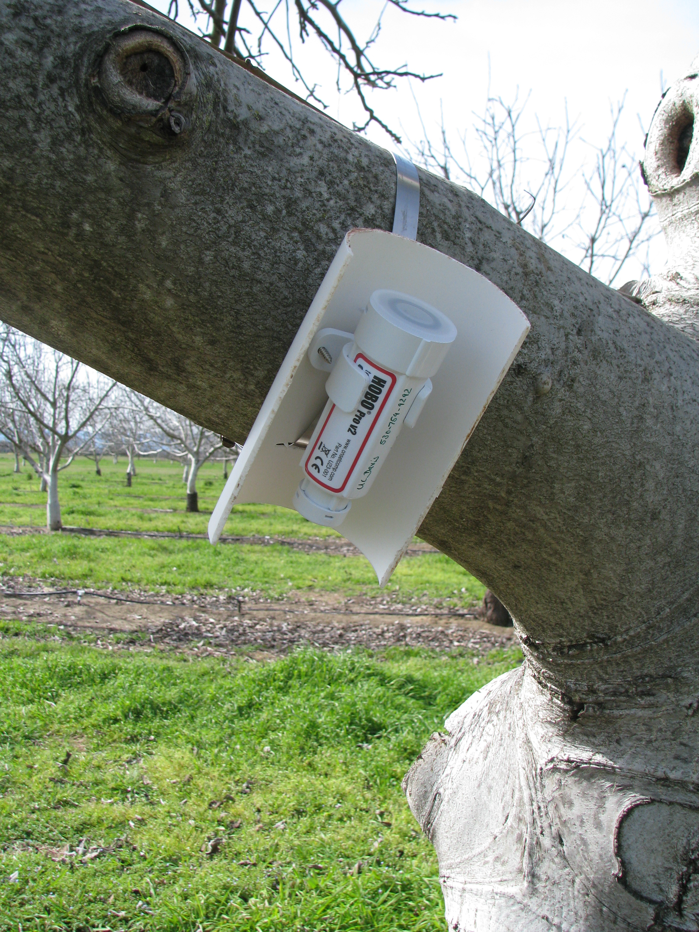 Temperature logger in a walnut orchard in California, March 2008.