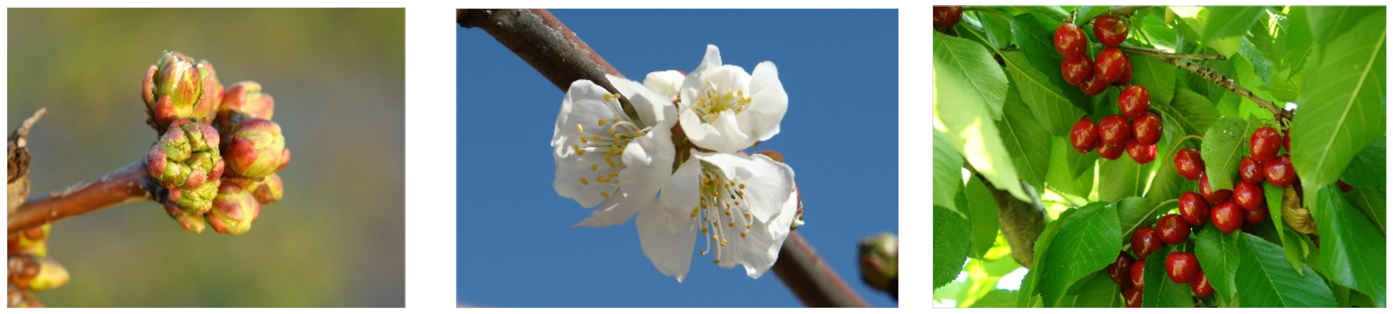 Phenological stages of cherry