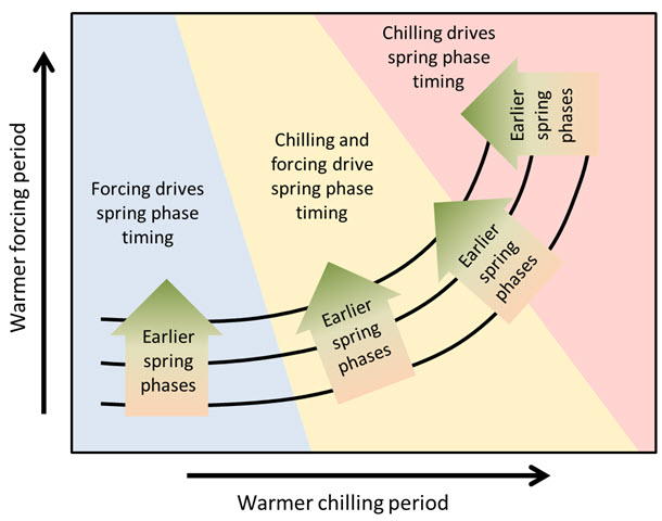 Hypothetical response of temperate tree phenology to temperature during the chilling and forcing periods